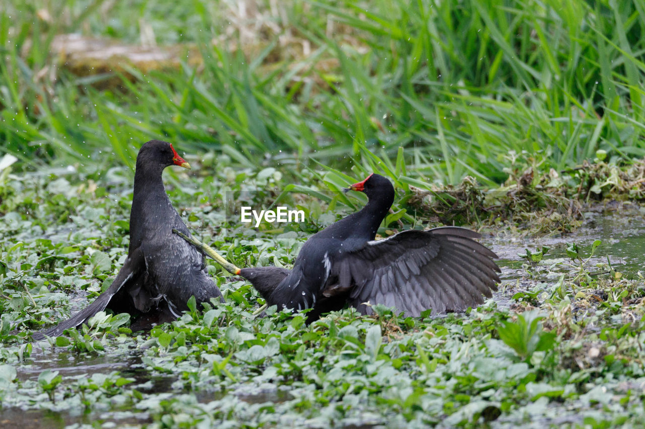 Birds on field