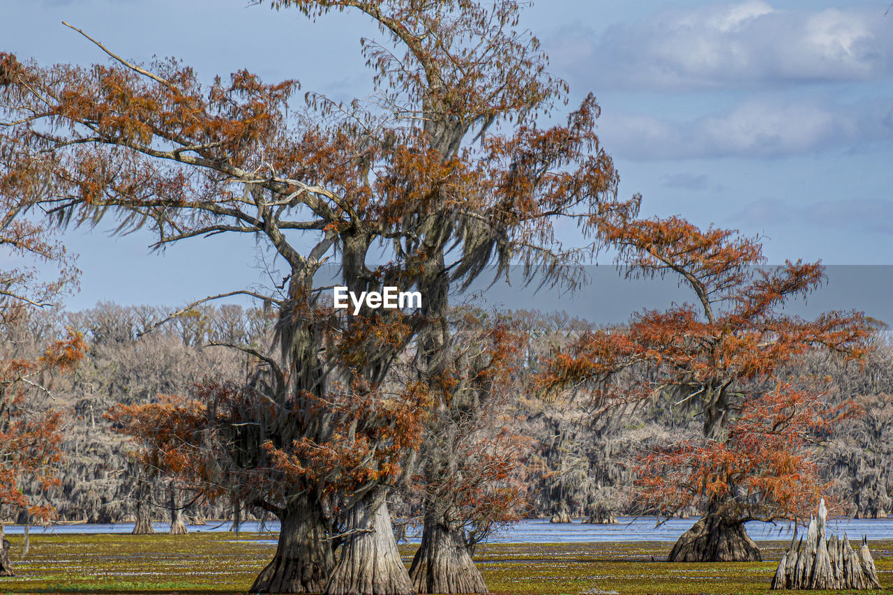 tree, plant, autumn, sky, nature, landscape, flower, leaf, beauty in nature, environment, grass, no people, tranquility, scenics - nature, outdoors, day, land, tranquil scene, rural area, field, cloud, growth, park, rural scene, branch, non-urban scene, park - man made space