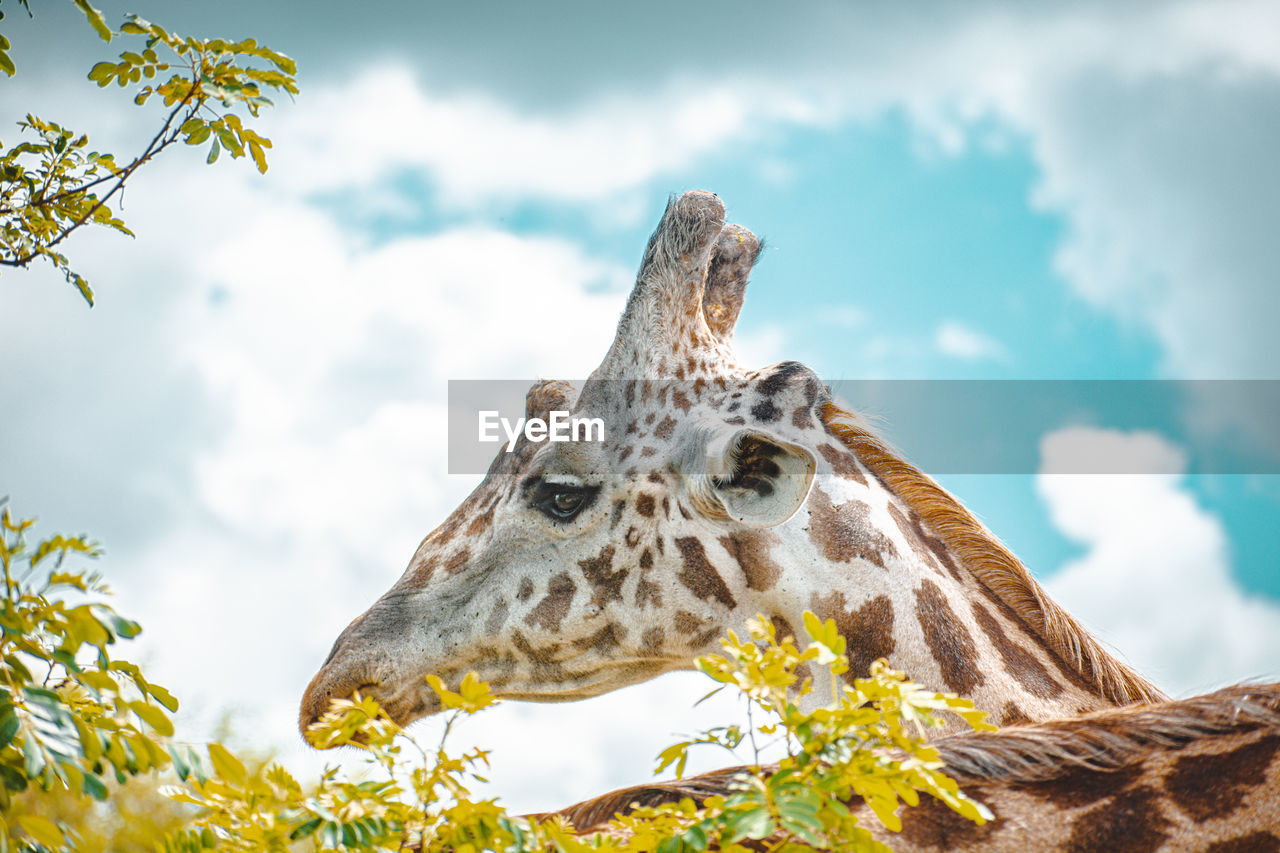 Low angle view of giraffe against sky