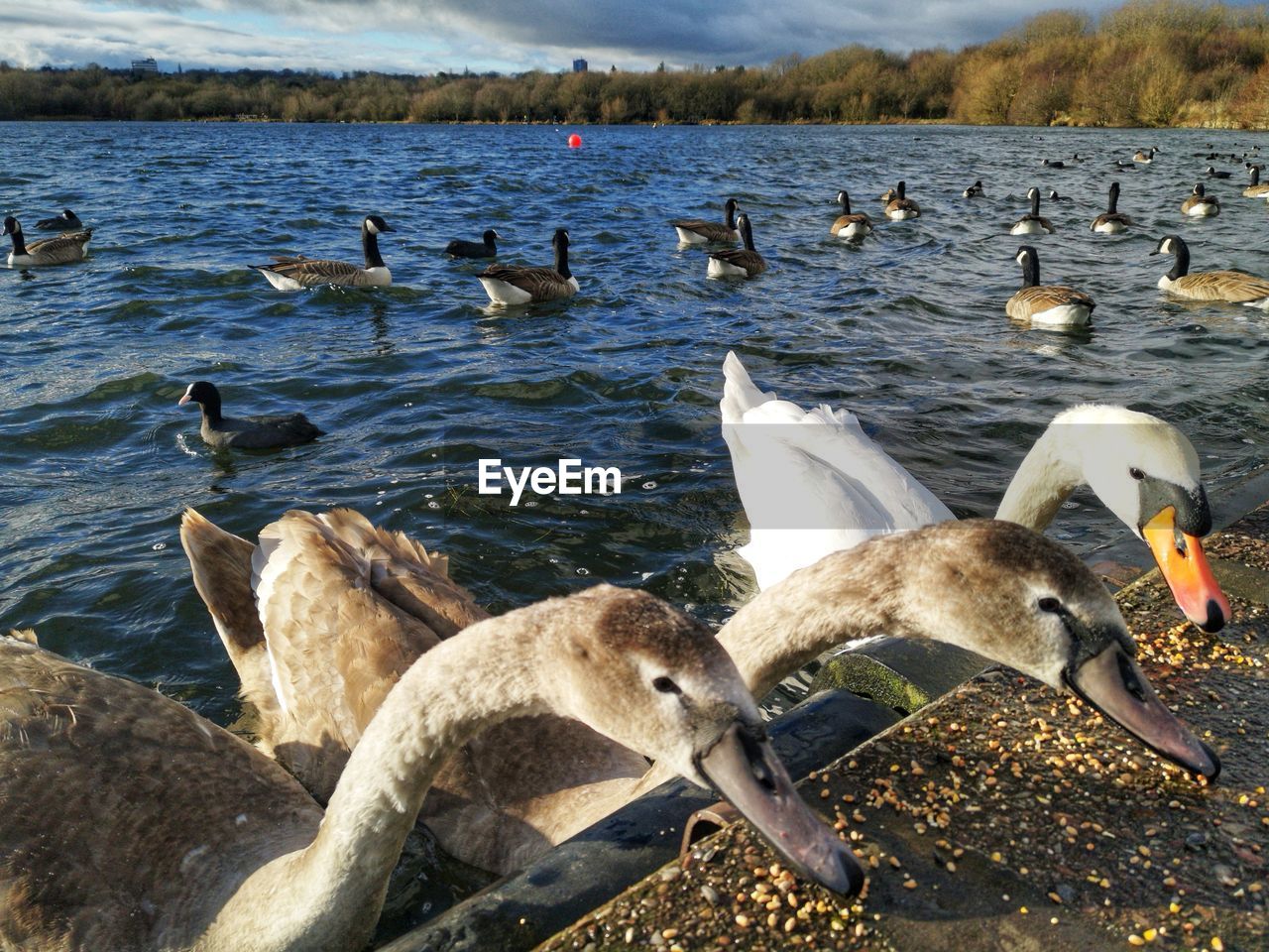 Swans  feeding on the shoreline 