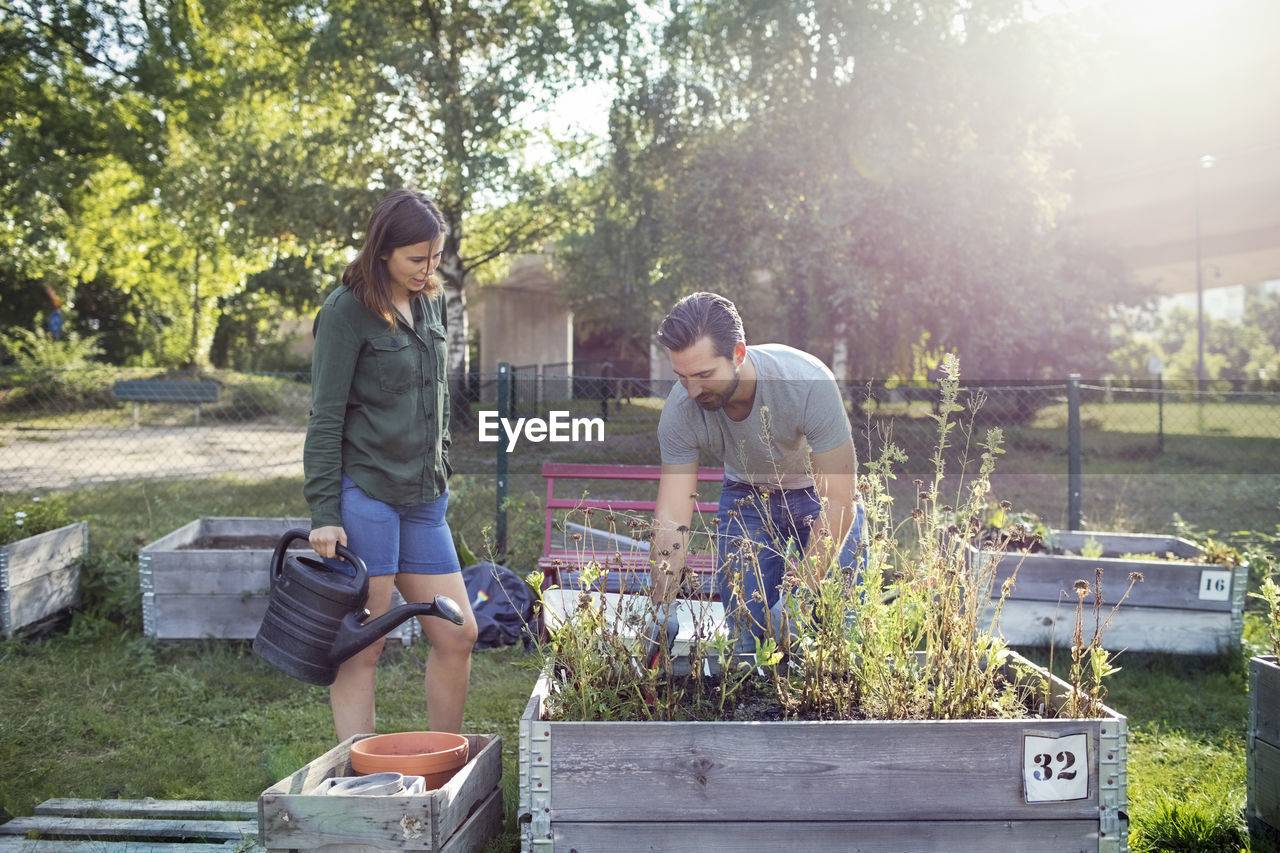 Woman holding watering can while man planting in urban garden