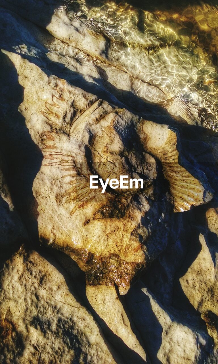 High angle view of seashell fossil on rock at shore