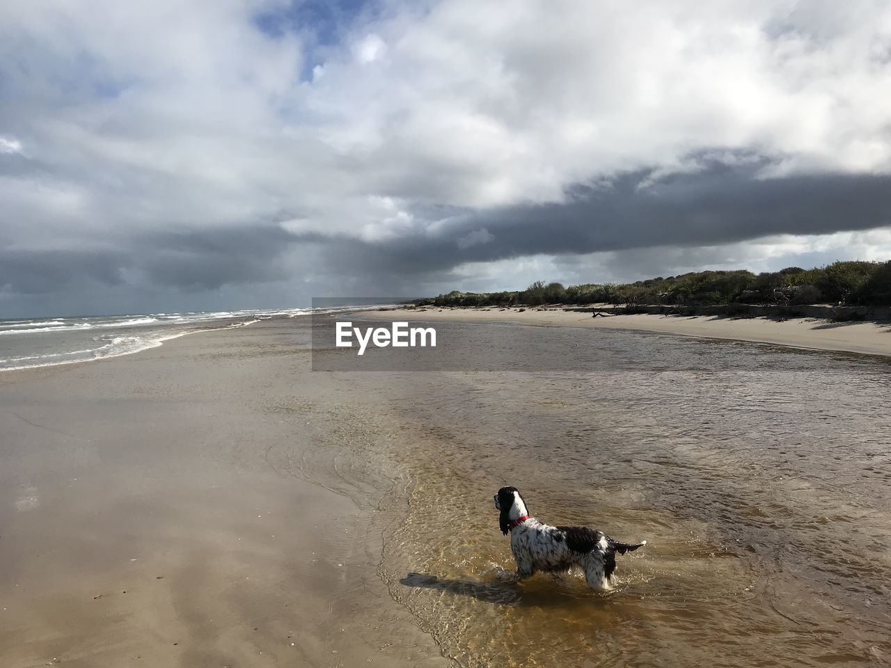 DOG IN THE SEA