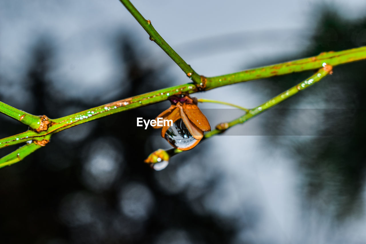 CLOSE-UP OF INSECT ON LEAF