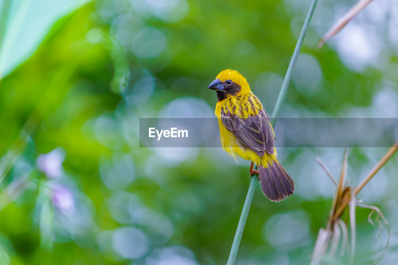 CLOSE-UP OF BIRD PERCHING ON FLOWER