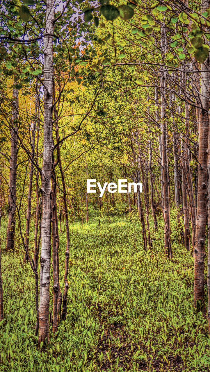 TREES IN FOREST