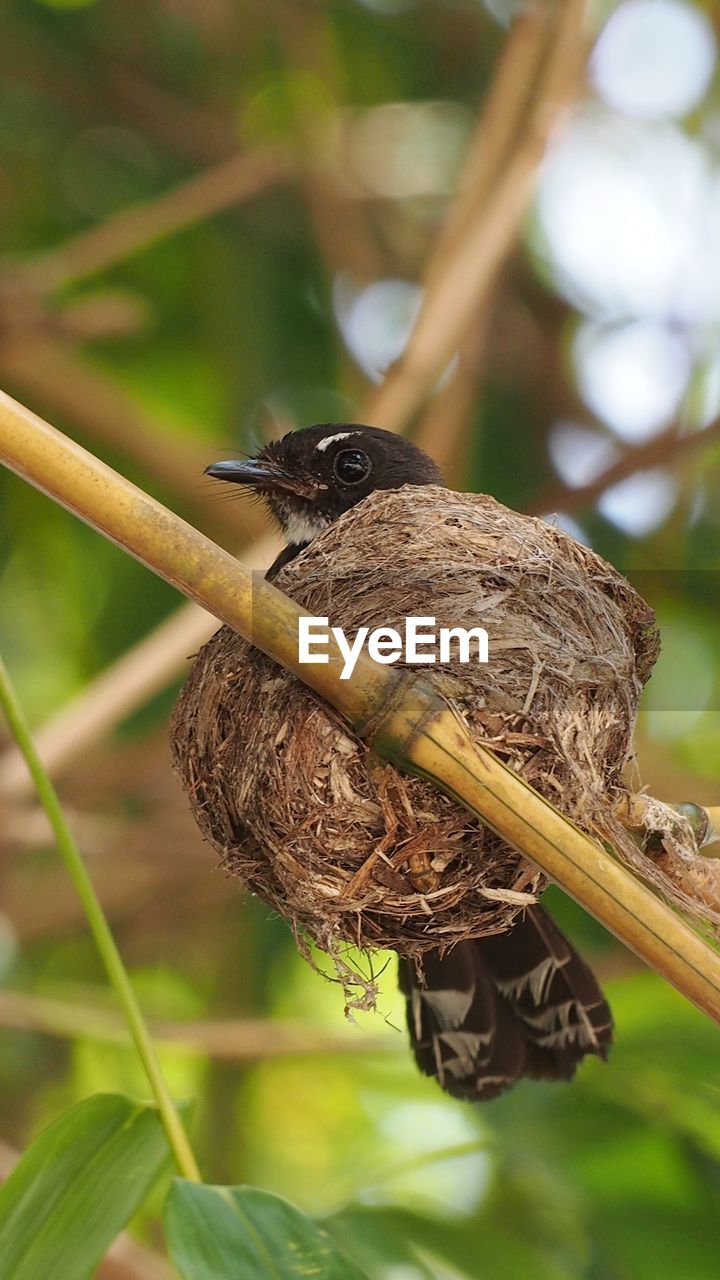 CLOSE-UP OF BIRD PERCHING ON PLANT