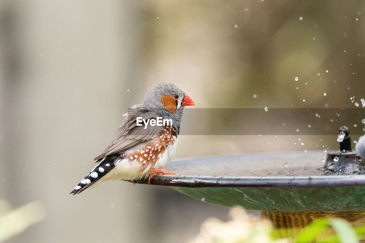 CLOSE-UP OF A BIRD PERCHING ON A LEAF