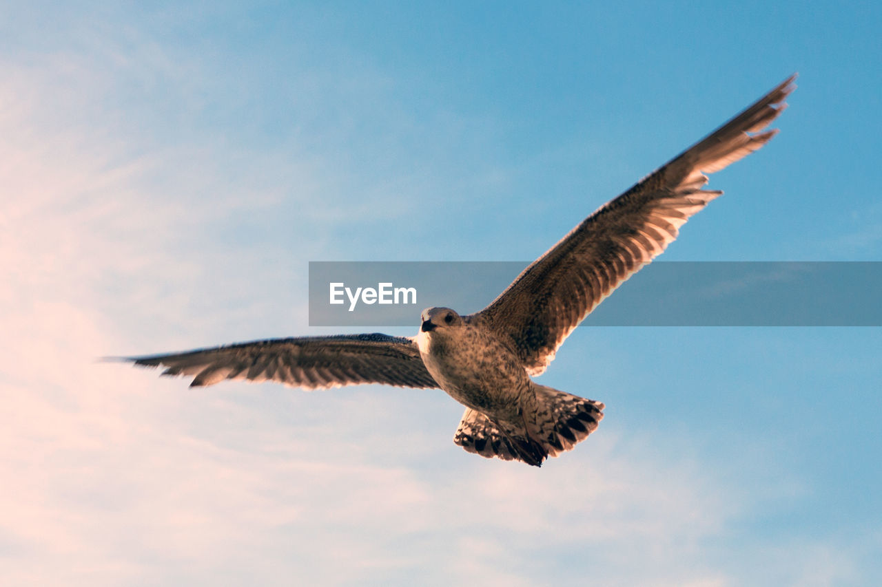 Low angle view of eagle flying in sky