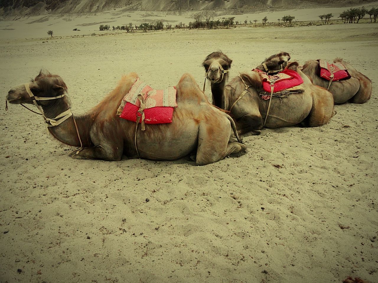 Camels sitting on sand at desert