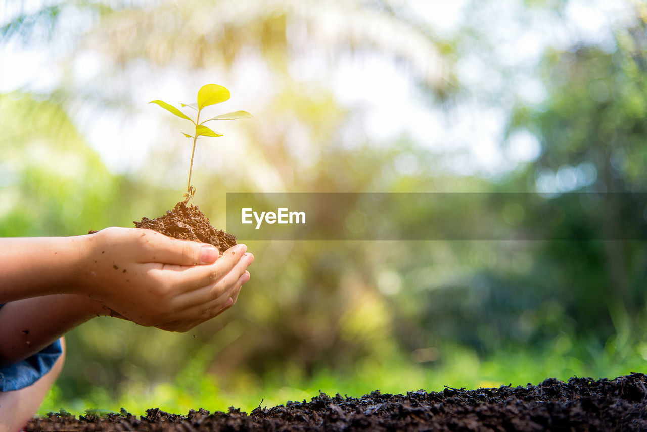 Hands holding plant over soil