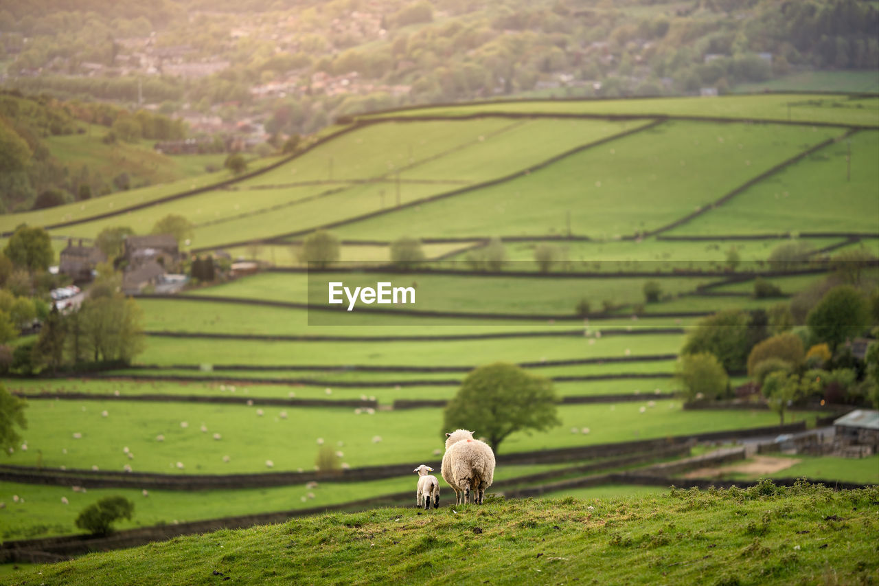 View of sheep on farm