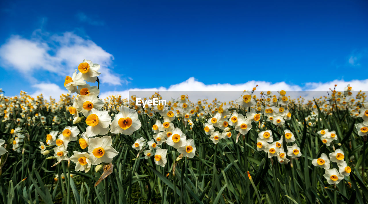 Close-up of yellow flowering plants on field against blue sky