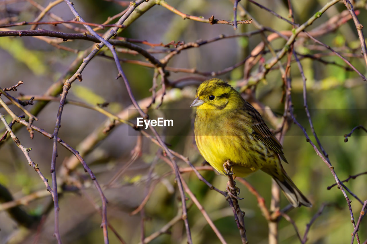 Male yellowhammer, emberiza citrinella, perched on a bush