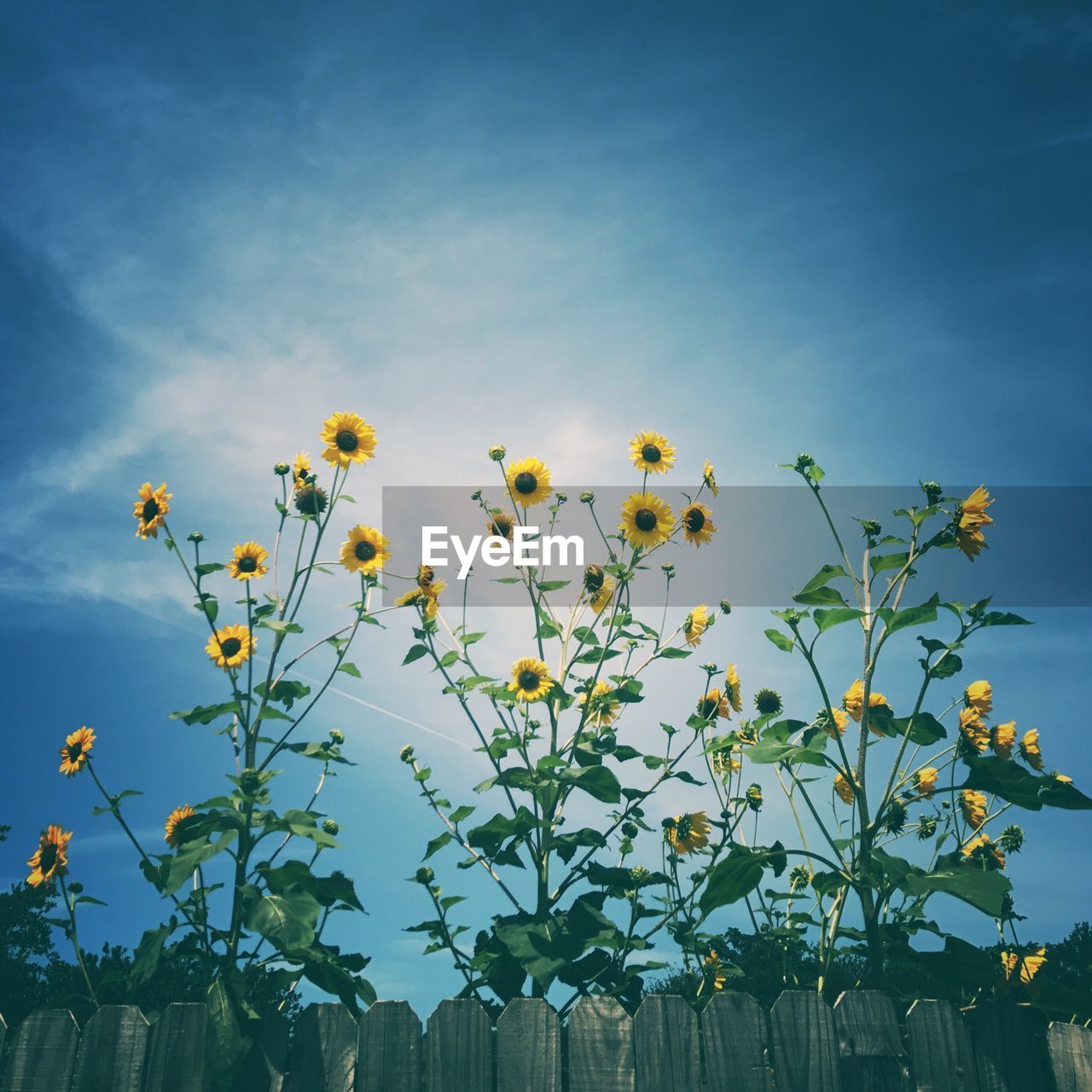 PLANTS AGAINST BLUE SKY