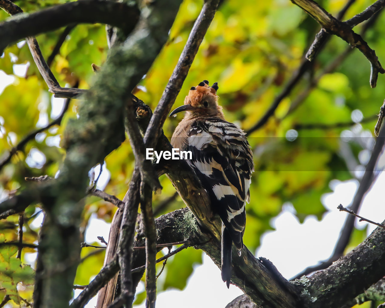 Low angle view of hoopoe perching on branch
