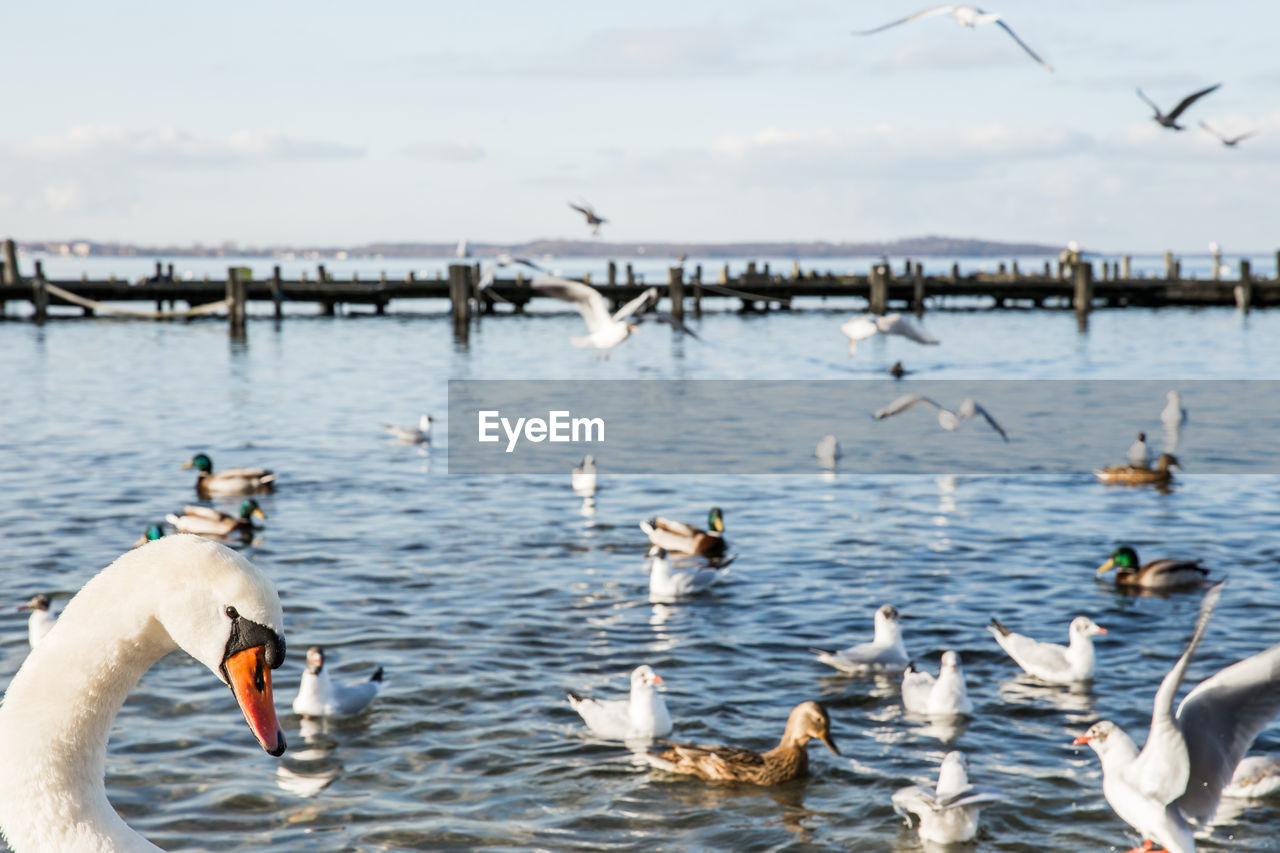 Birds swimming in lake against sky