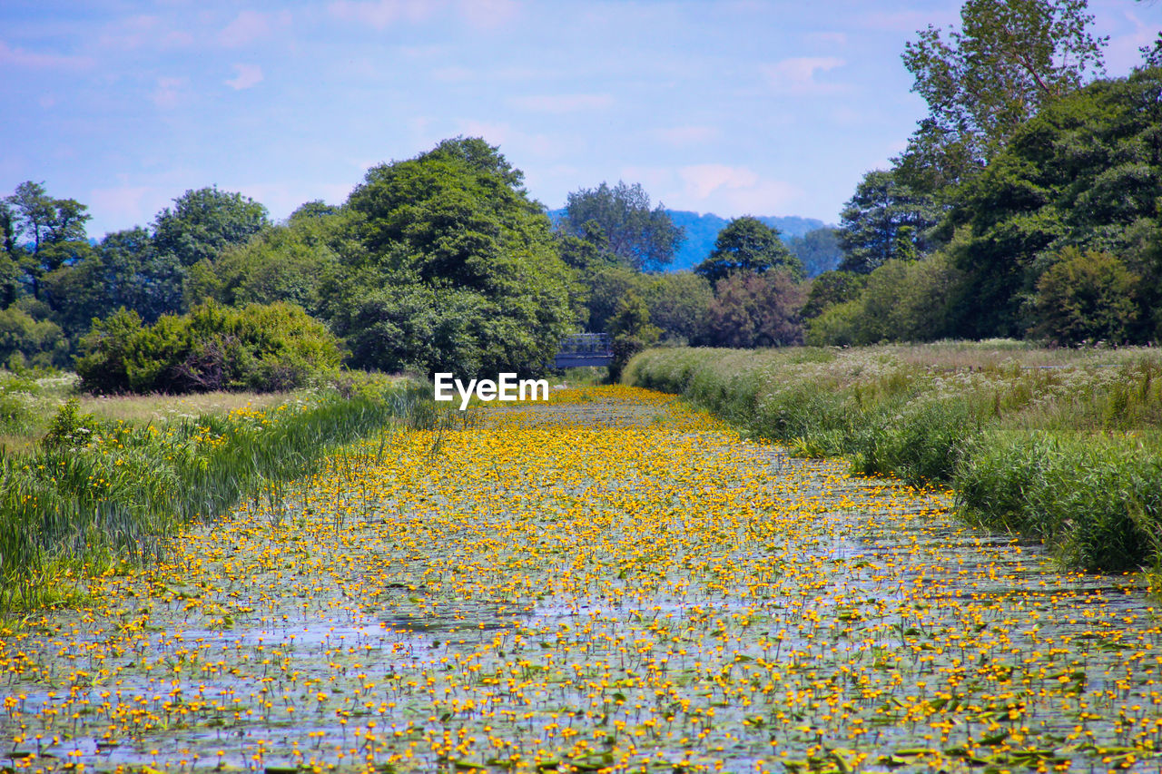 SCENIC VIEW OF YELLOW FLOWERING PLANTS ON LAND