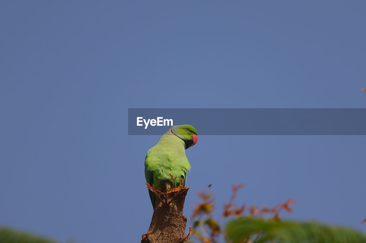 A parrot bird perching on neem tree trunk against blue sky