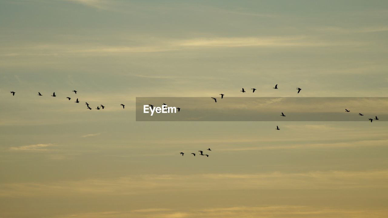 Low angle view of silhouette birds flying against sky