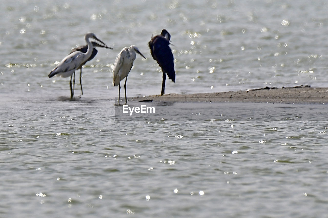 Herons and terns all together in group bird photos