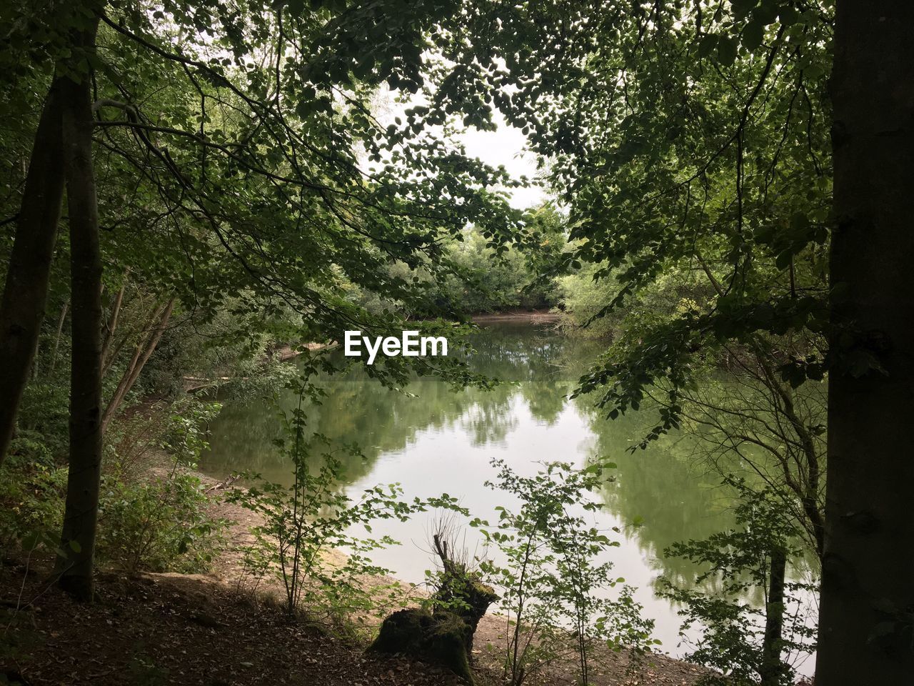 SCENIC VIEW OF LAKE AMIDST TREES IN FOREST