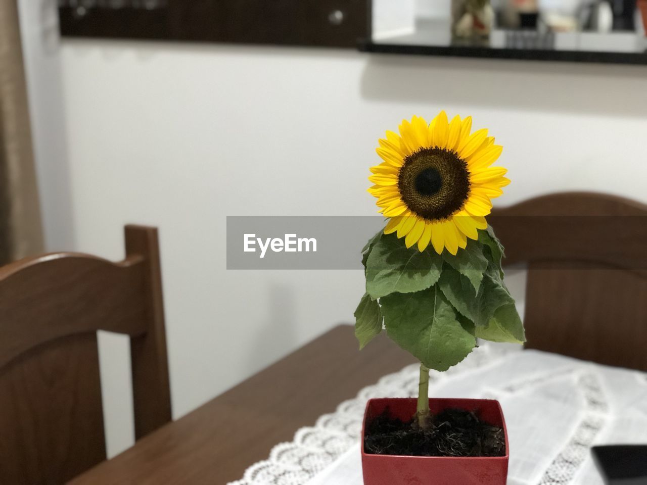 CLOSE-UP OF YELLOW FLOWER IN VASE