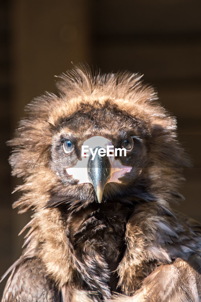 Close-up portrait of vulture