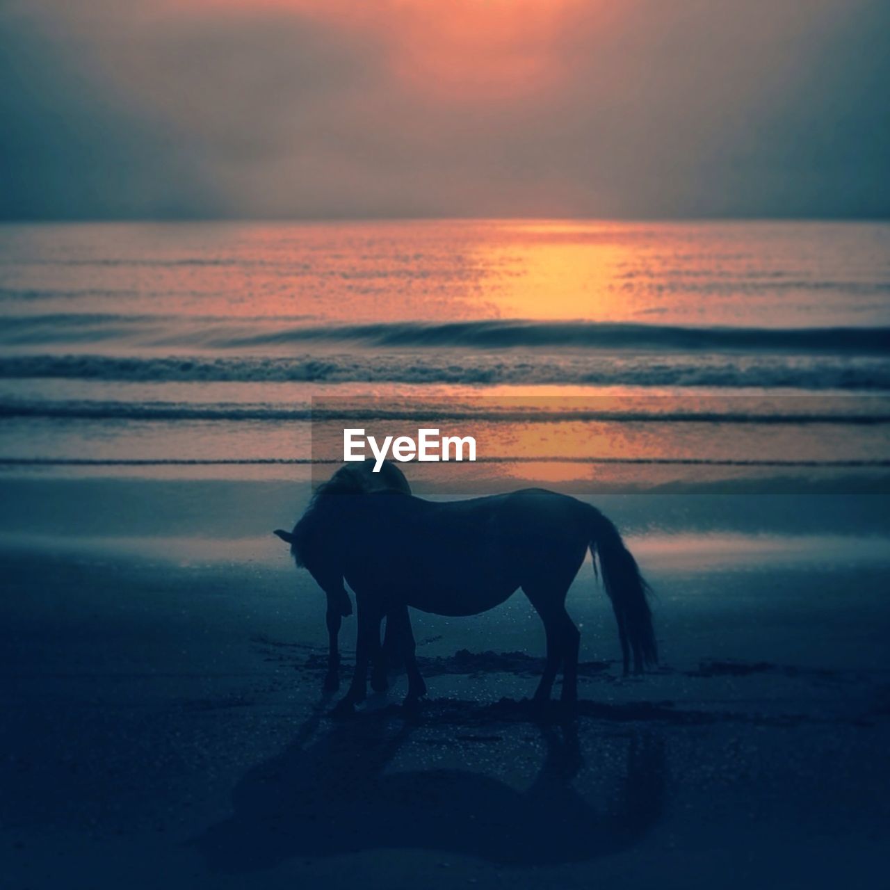 Side view of a horse on beach