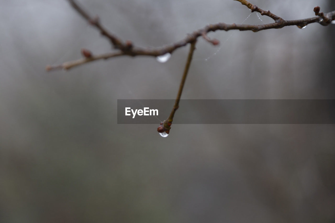 branch, twig, plant, nature, close-up, tree, macro photography, focus on foreground, no people, leaf, plant stem, beauty in nature, day, fragility, winter, drop, outdoors, flower, cold temperature, tranquility, wet, selective focus, growth, water, freezing, frost, freshness