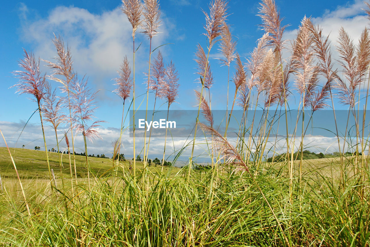 Plants growing on land against sky