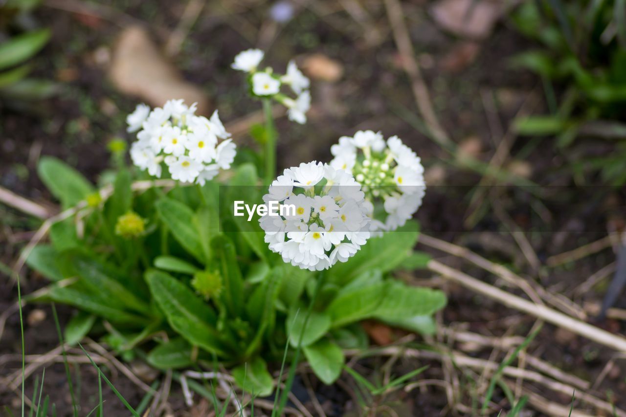 CLOSE-UP OF WHITE FLOWERS BLOOMING OUTDOORS