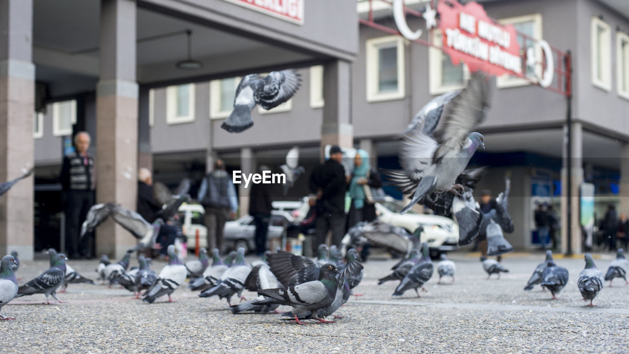 GROUP OF BIRDS FLYING OVER PEOPLE IN TOWN