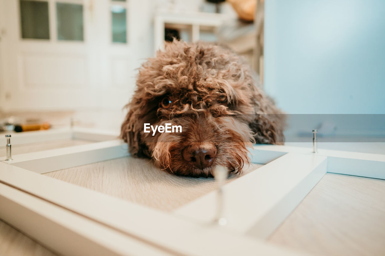 Portrait of dog relaxing on floor