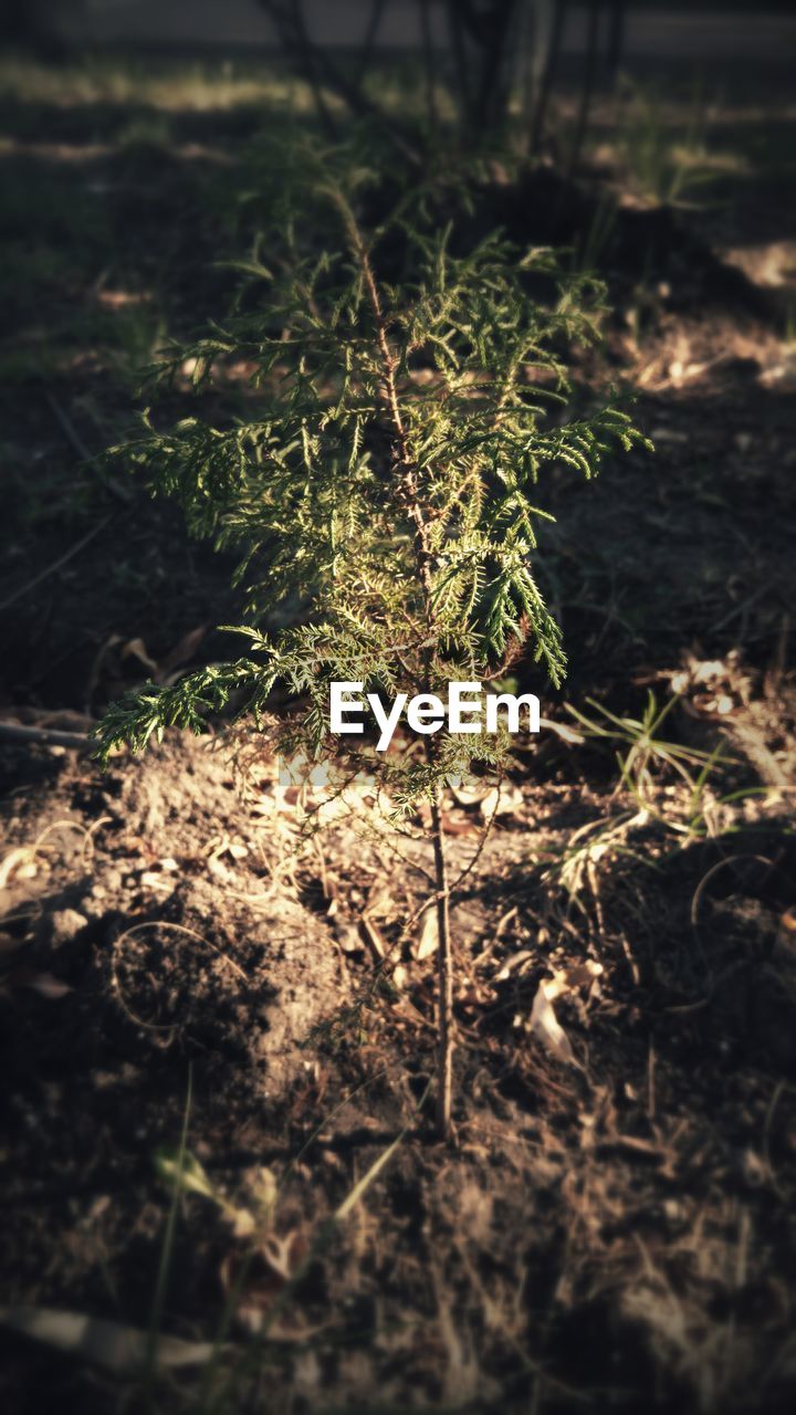 Close-up of plant growing on field