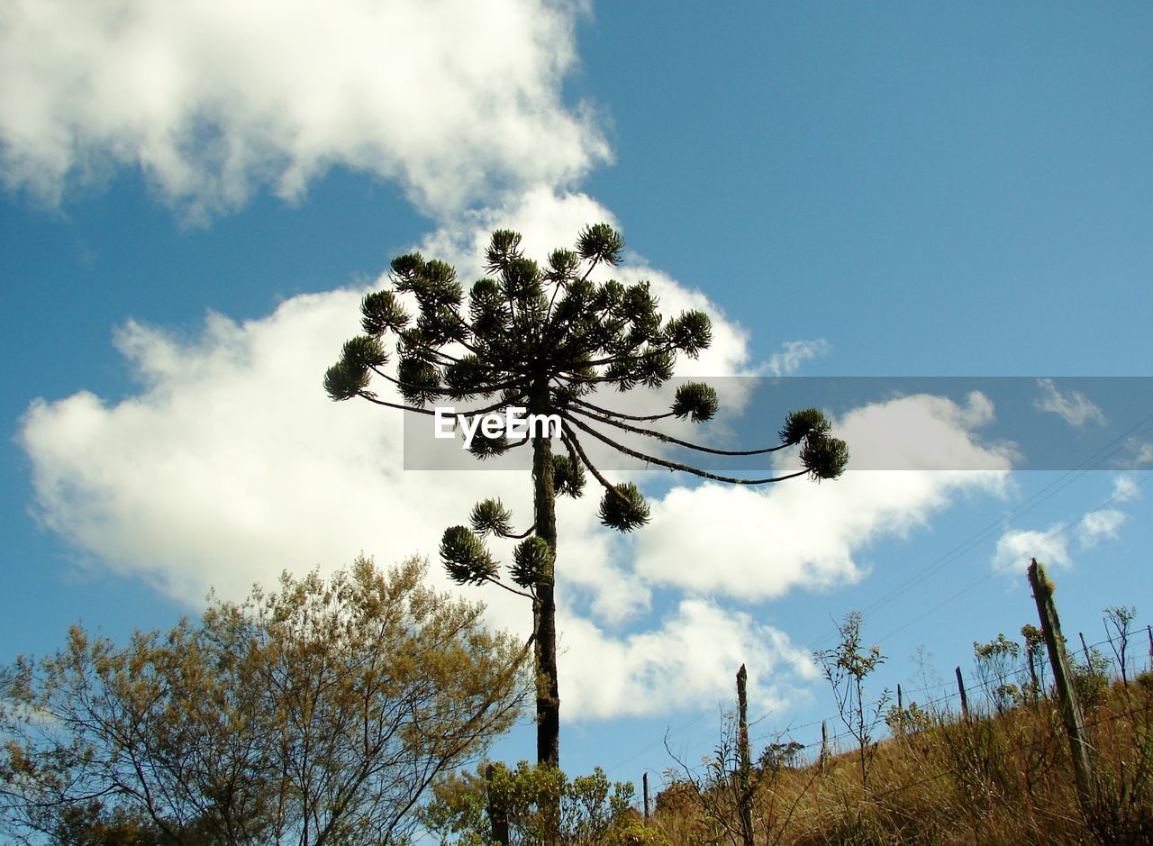 Low angle view of trees against sky