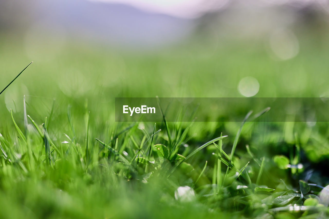 green, plant, grass, lawn, nature, selective focus, environment, field, grassland, leaf, flower, close-up, meadow, landscape, no people, land, macro photography, beauty in nature, summer, sunlight, springtime, growth, freshness, outdoors, plain, backgrounds, environmental conservation, drop, rural scene, moisture, wet, agriculture, dew, social issues, surface level, sky, food, defocused, morning, tranquility, day, macro, food and drink, water