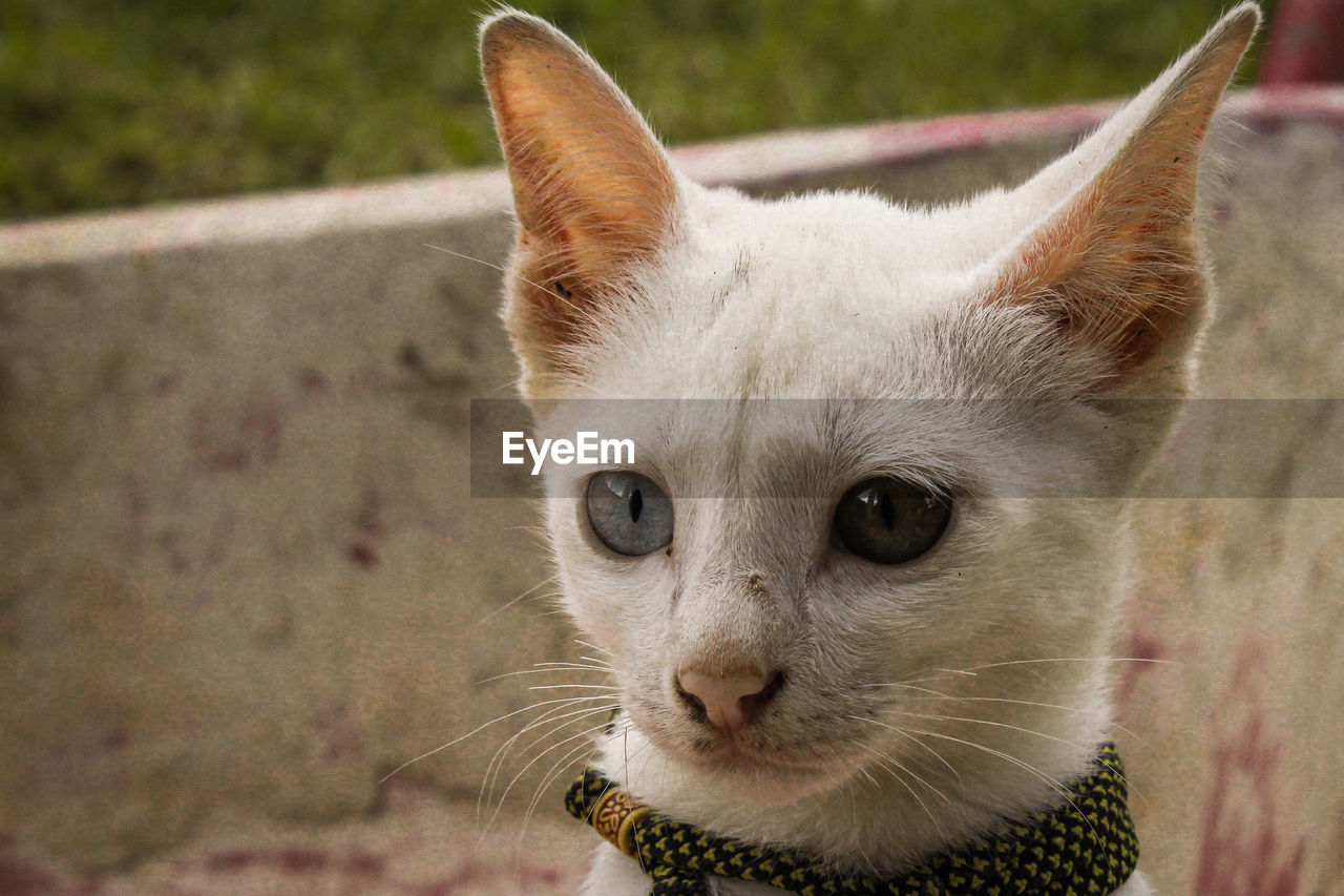 Close-up portrait of a cat