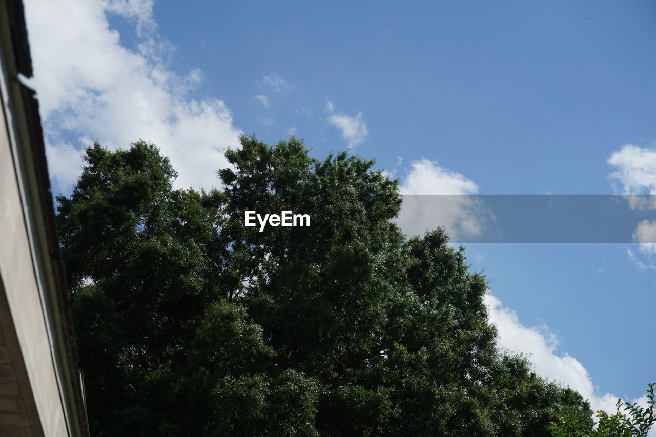 LOW ANGLE VIEW OF TREES AGAINST SKY