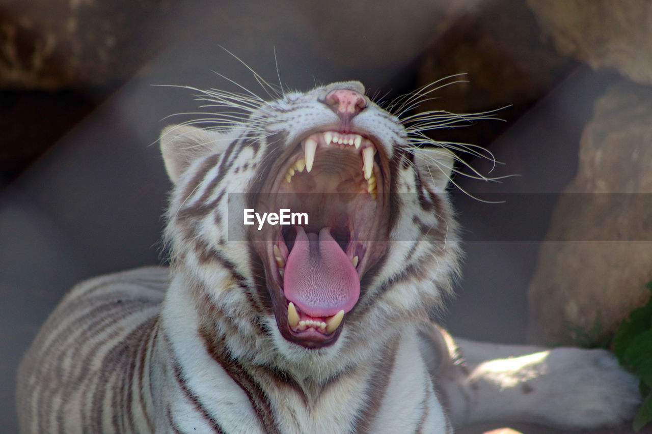 CLOSE-UP OF A CAT WITH YAWNING