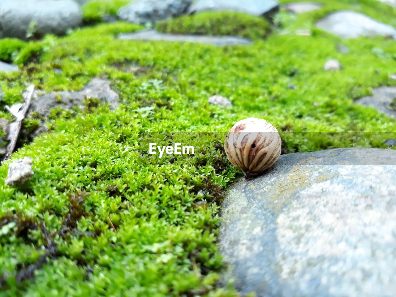 CLOSE-UP SURFACE LEVEL OF SNAIL ON MOSS