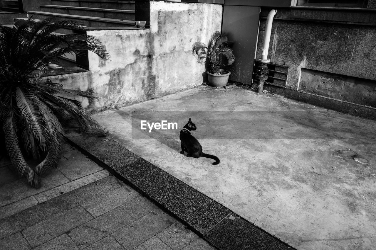 High angle view of cat on floor