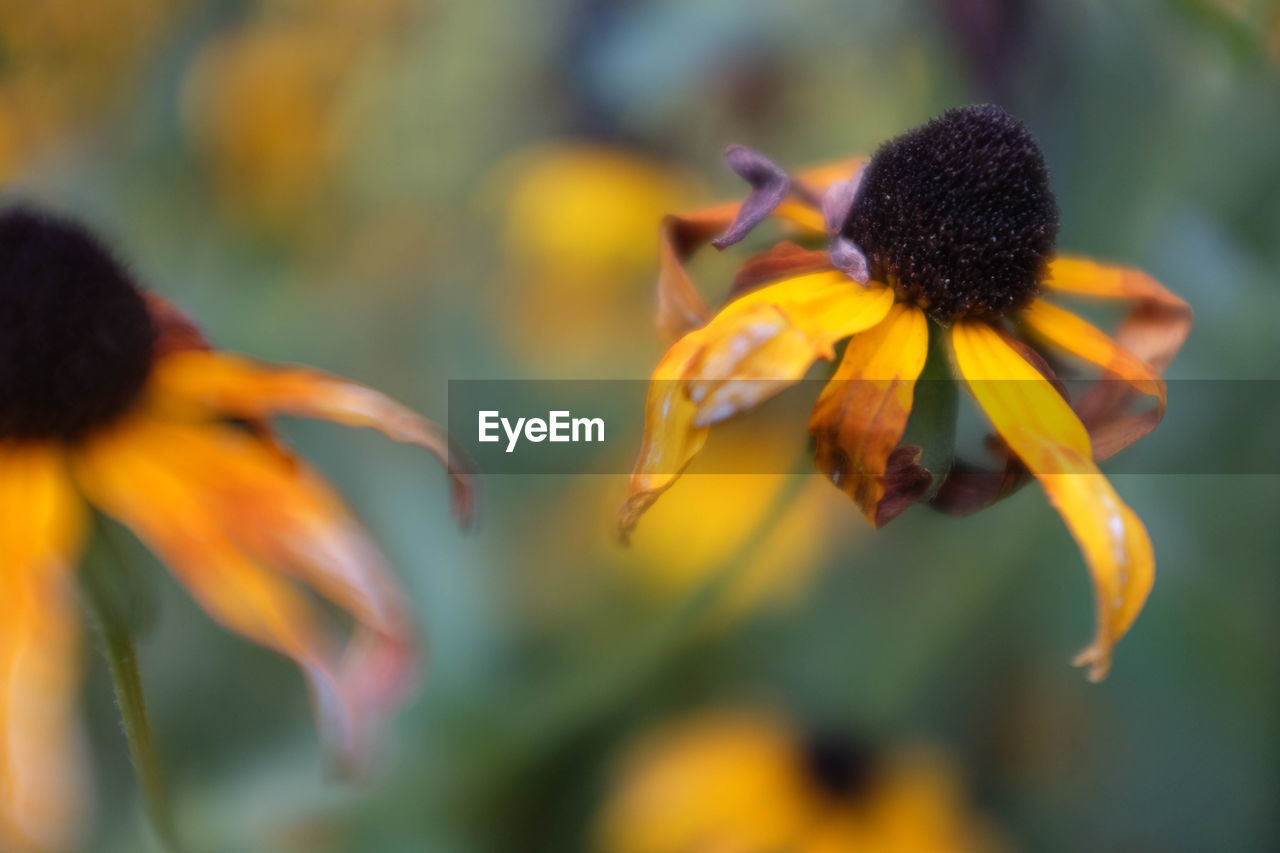 Close-up of flowers blooming outdoors