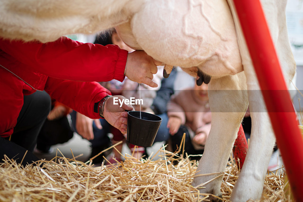 Milking a cow