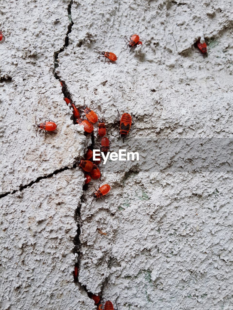 Close-up of red insects on cracked wall