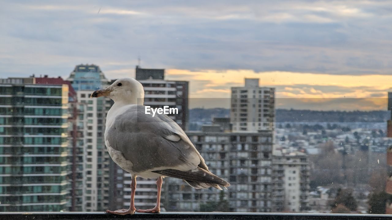 low angle view of pigeons