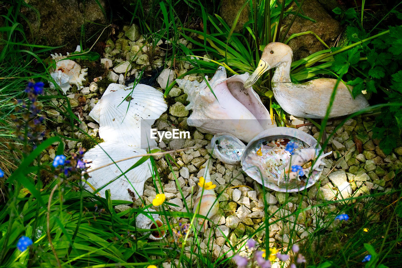 High angle view of mushrooms