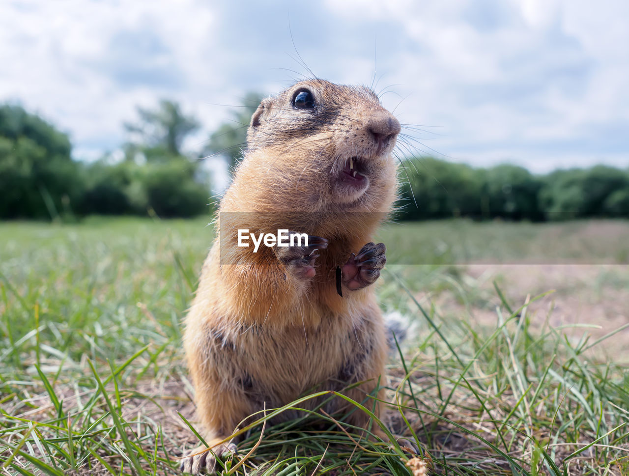 Gopher on the grassy lawn is looking at the camera. close-up. selective focus