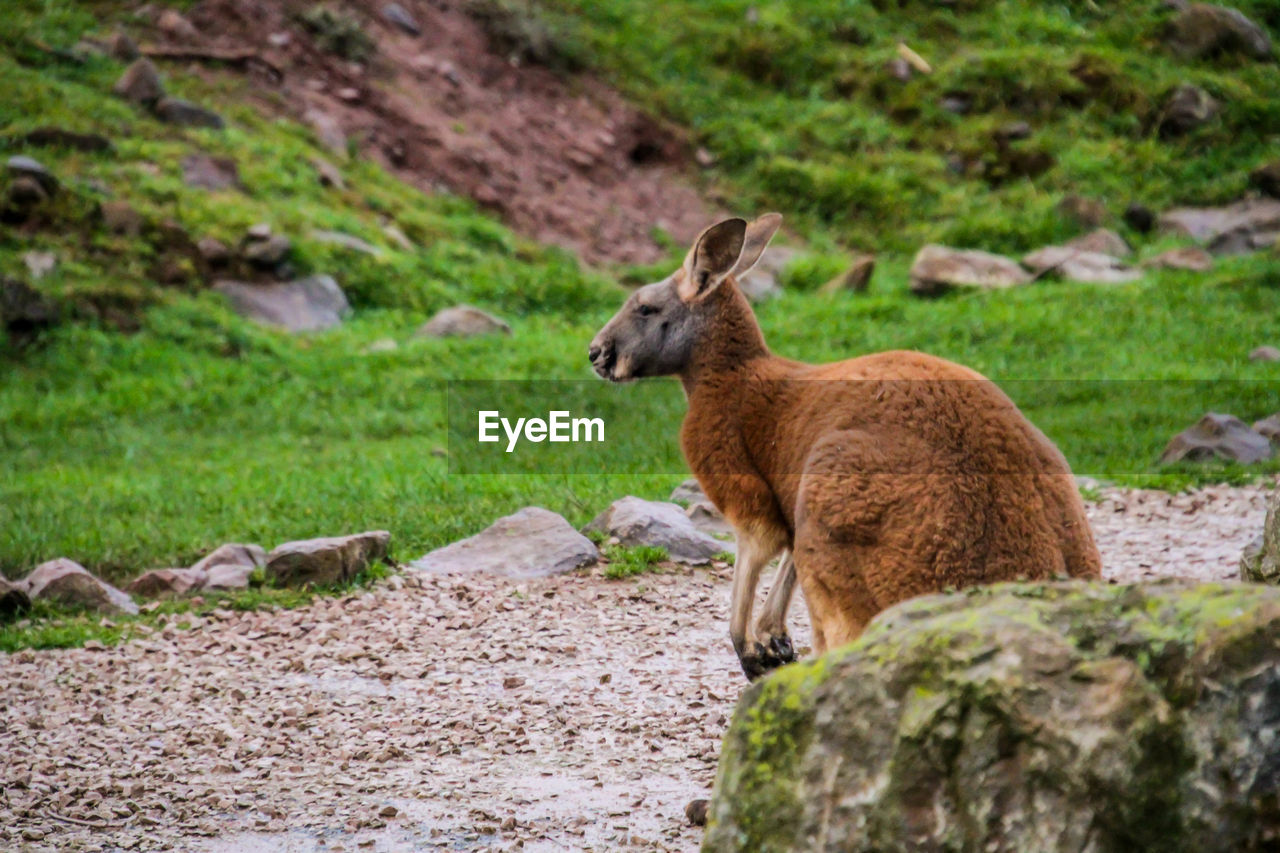 SIDE VIEW OF GOAT ON ROCK