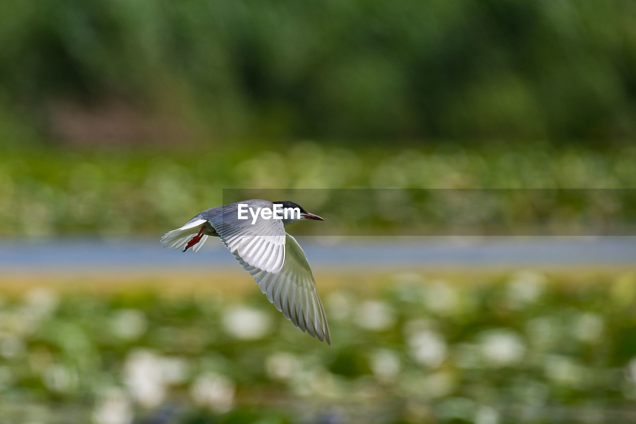 VIEW OF A BIRD